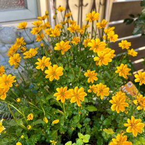 ビデンスJUJUゴールド,成長記録,可愛い〜♡,イマニワ,花のある暮らしの画像