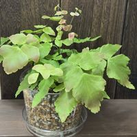 アジアンタム,アジアンタム・マクロフィラム,観葉植物,植え替え,シダ植物の画像