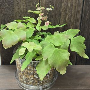 アジアンタム,アジアンタム・マクロフィラム,観葉植物,植え替え,シダ植物の画像