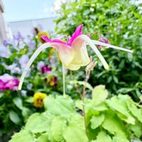 イカリソウ,ガーデニング,山野草,花のある暮らし,花が好きの画像