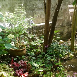 シマトネリコ,ブラックベリー,ヒューケラ,アナベル,斑入りオオベニウツギの画像