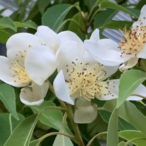 ギボウシ,ギボウシ,ニワナナカマド,ニワナナカマド,イジュの画像