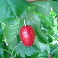 ビックリグミ,無農薬栽培,実りに感謝,真っ赤な火曜日の画像