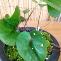 カンアオイ,山野草,自家栽培の野菜達,植物と暮らす,道の駅の画像