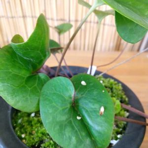 カンアオイ,山野草,自家栽培の野菜達,植物と暮らす,道の駅の画像