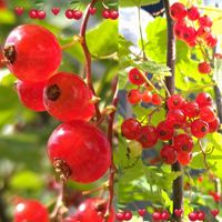 レッドカラント,フサスグリ,無農薬栽培,実りに感謝,真っ赤な火曜日の画像