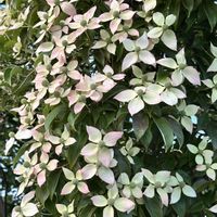 ヤマボウシ,山法師のお花,白いお花,木に咲く花,山法師の画像