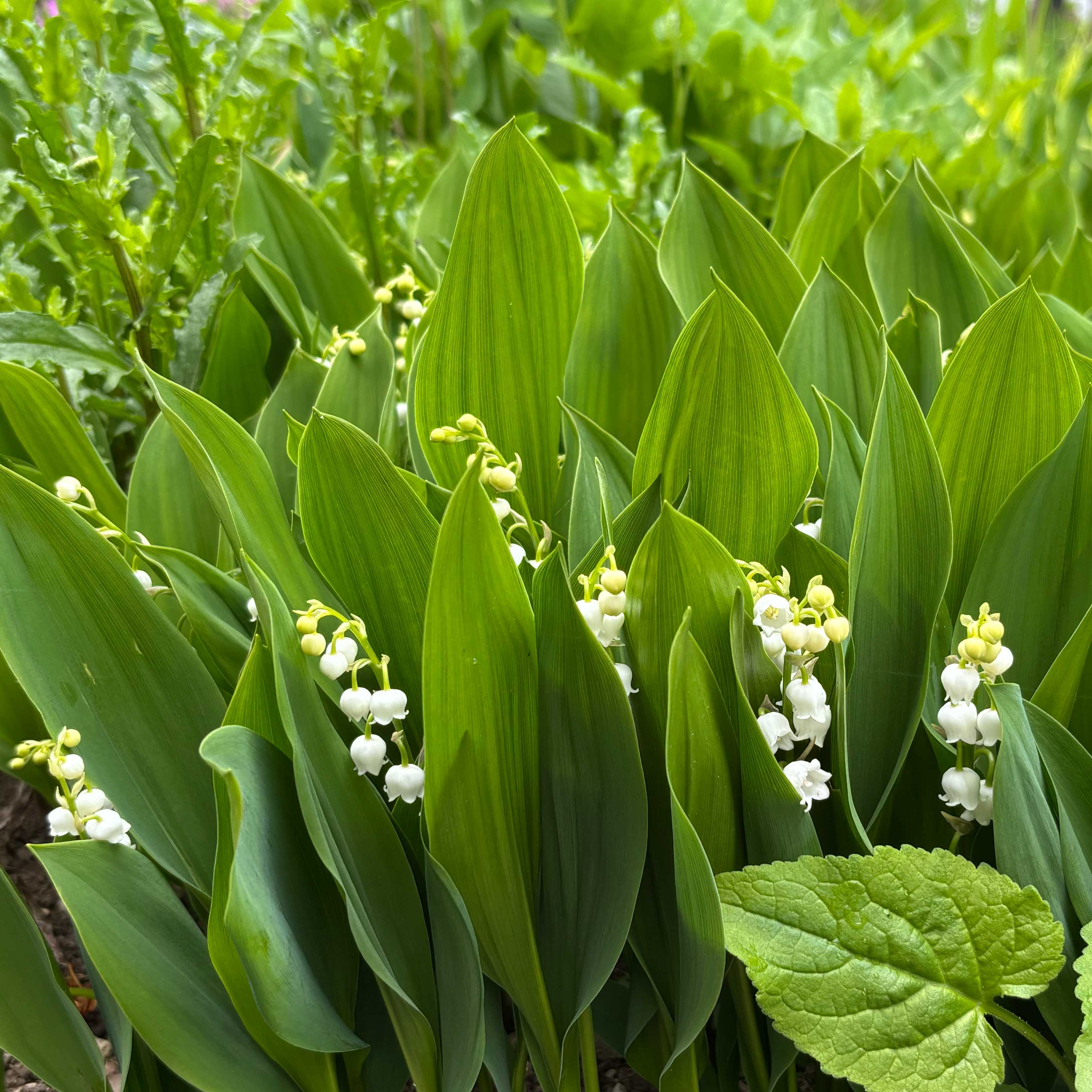 ❤️スズラン様❤️写真まとめ スズランの投稿画像一覧｜🍀GreenSnap（グリーンスナップ）