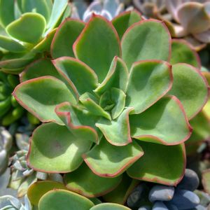 エケベリア,かわいい,多肉植物寄せ植え,エケベリア属の画像