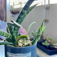 サンスベリア,サンスベリア バキュラリス,多肉植物,神奈川タニラー,多肉女子の画像