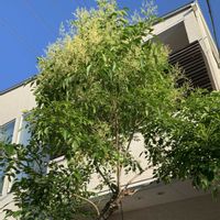 シマトネリコ,シンボルツリー,元気いっぱい,小さな庭から,今日のお花の画像