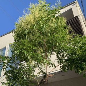 シマトネリコ,シンボルツリー,元気いっぱい,小さな庭から,今日のお花の画像
