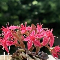 ベルム,ベルムのお花,エリザベス96の画像