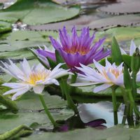 熱帯スイレン,温室,掛川花鳥園,イベント告知の画像