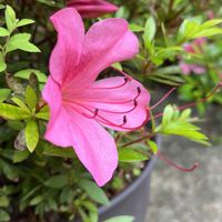 チャイブ,サツキ,小さな幸せ,優しい気持ち,嬉しい開花の画像