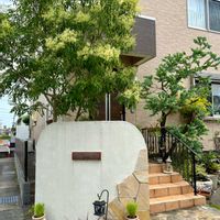 アジサイ,コキア,シマトネリコ,シマトネリコ,シマトネリコの画像