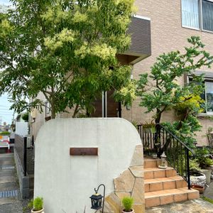 アジサイ,コキア,シマトネリコ,シマトネリコ,シマトネリコの画像