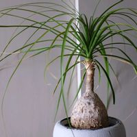 トックリラン,観葉植物,ベランダの画像