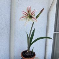 アマリリス,お花,綺麗,かわいい♡,葉っぱ好きの画像