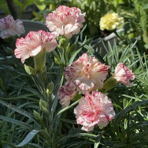 カーネーション,鉢植え,開花,ピンクの花,緑が好きの画像