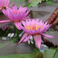 睡蓮,熱帯スイレン,温室,掛川花鳥園,イベント告知の画像