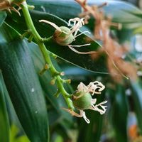 ドラセナ,ドラセナ ソングオブジャマイカ,観葉植物,ドラセナ属,植物のある暮らしの画像