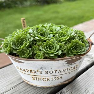 プラティフィラ,多肉植物,多肉寄せ植え,セダム大好き,神奈川タニラーの画像
