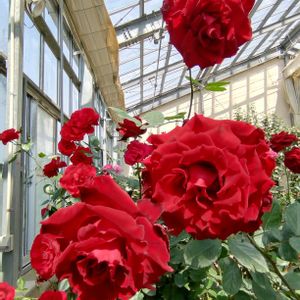 アマリリス,ヘメロカリス,温室,私のお気に入り,我が家のお花の画像