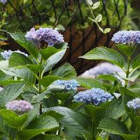 ハイドランジア,ハイドランジア マジカル,紫陽花マジカル,マジカル ハイドランジア,マジカルの画像