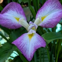 花のある暮らし,今日のお花,花いろいろ,おうち園芸,棚の画像