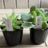 胡蝶の舞,ハウルチア,テラスの画像