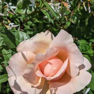 アンブリッジ・ローズ,ナチュラルガーデン,咲いた！,北海道,ばら バラ 薔薇の画像