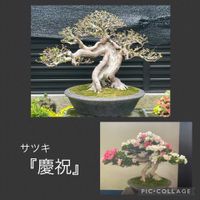 盆栽,サツキ盆栽,剪定の画像