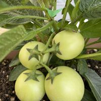 ペピーノの画像