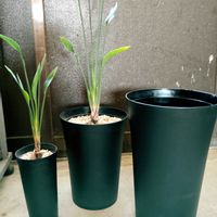 ストレリチア,ストレリチア・ユンケア,ストレリチア ノンリーフ,ユンケア,観葉植物の画像
