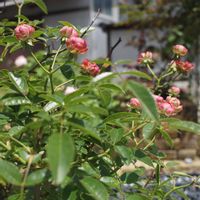 ラディッシュ,ラディッシュ,Komatsu Gardenの画像