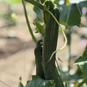 自家製野菜,美味しい野菜,みどり大好き,色んな緑,輝くみどりの画像