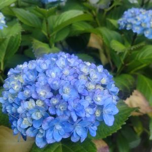ナチュラルガーデン,マイガーデン,梅雨,花のある暮らし,植物のある暮らしの画像