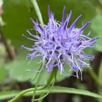 ユキノシタ,タマシャジン,ユキノシタ七変化,山野草の画像