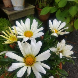 ガザニア,ナチュラルガーデン,マイガーデン,梅雨,花のある暮らしの画像