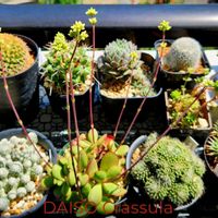 クラバータ,謎クラッスラ,DAISO産クラッスラ,多肉植物,観葉植物の画像