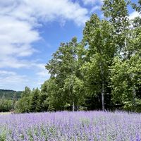 キャットミント,ハナエンジュ,ハナエンジュ,ブルーキャットミント,紫の花の画像