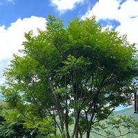 シマトネリコ,シンボルツリー,庭の画像