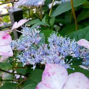 クレマチス,チェリーセージ,紫陽花,山紫陽花,甘茶（ヤマアジサイ）の画像