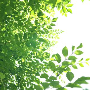 シマトネリコ,庭木,シンボルツリー,常緑樹,今日のお花の画像