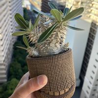 恵比寿大黒,塊根植物,植替え,梅雨入り,超初心者の画像