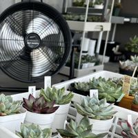 多肉植物,葉挿し,エケベリア属,多肉植物 エケベリア,ベランダ多肉の画像