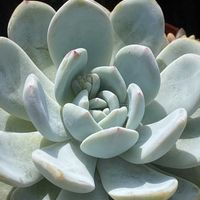 ギボウシ,ヤブラン,レウコフィルム,多肉植物の画像