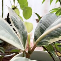 フィカス・ティネケ,観葉植物,新芽,植物のある暮らしの画像