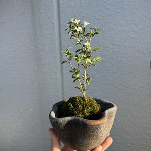 ユキノシタ,紅葉,昭和,白丁花,盆栽の画像